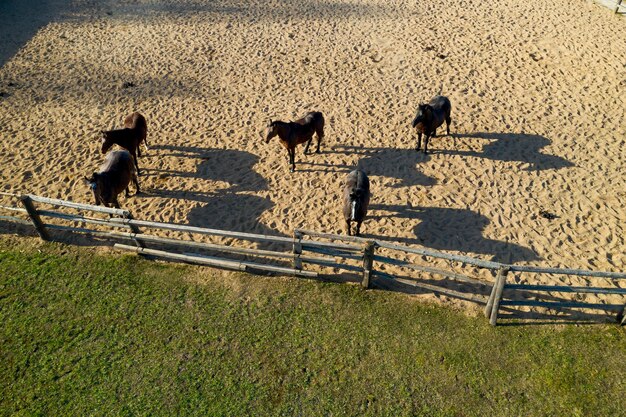 Groep volbloed paarden lopen en grazen in de paddock in de buurt van stal Lange avond middag schaduw Mooie dieren op boerderij of ranch Bovenaanzicht vanuit de lucht van drone