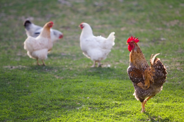 Groep volwassen gezonde witte kippen en grote bruine haan die op vers eerste groen gras buiten op de lentegebied voeden op heldere zonnige dag. Kippenhouderij, gezond vlees en eierenproductieconcept.