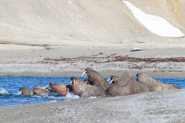 Groep walrus rustend op de kust van de Noordelijke IJszee.