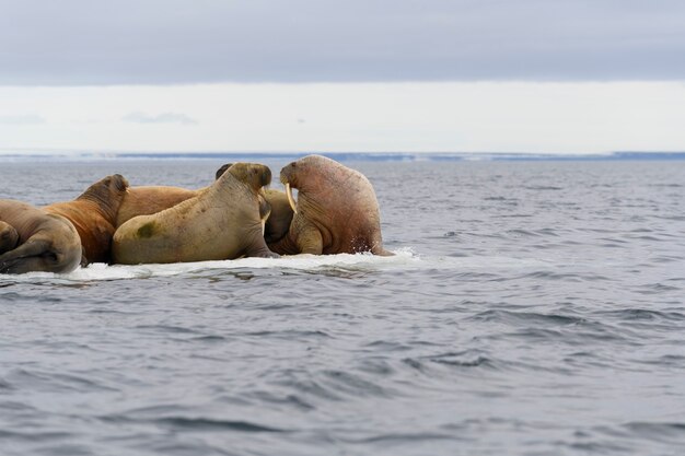 Groep walrus rustend op ijsschots in de Noordelijke IJszee.