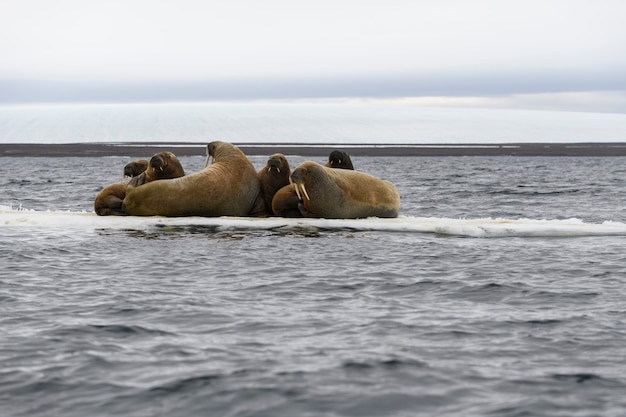 Groep walrus rustend op ijsschots in de Noordelijke IJszee.