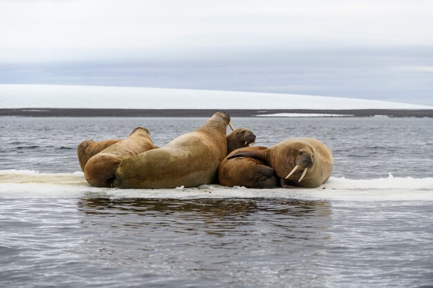 Groep walrus rustend op ijsschots in de Noordelijke IJszee.