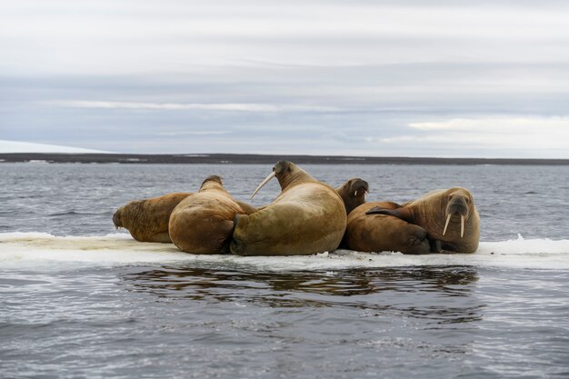 Groep walrus rustend op ijsschots in de Noordelijke IJszee.