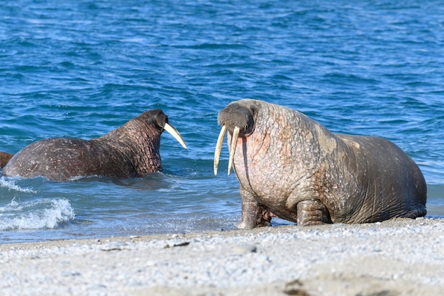 Groep walrussen in water, close-up. Arctisch zeezoogdier.