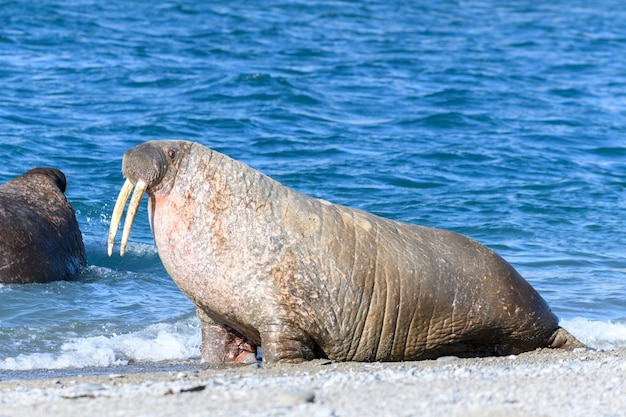 Groep walrussen in water, close-up. Arctisch zeezoogdier.