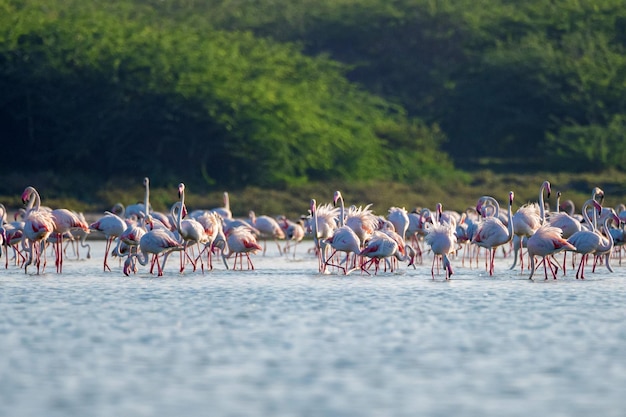 Groep wilde grotere flamingo's of phoenicopterus roseus