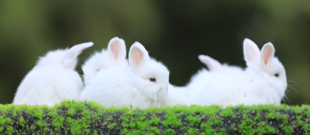 groep wit konijn op het gras