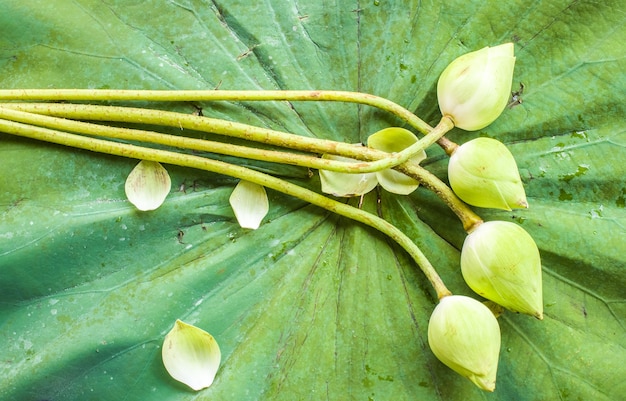 Groep witte lotusbloemknoppen