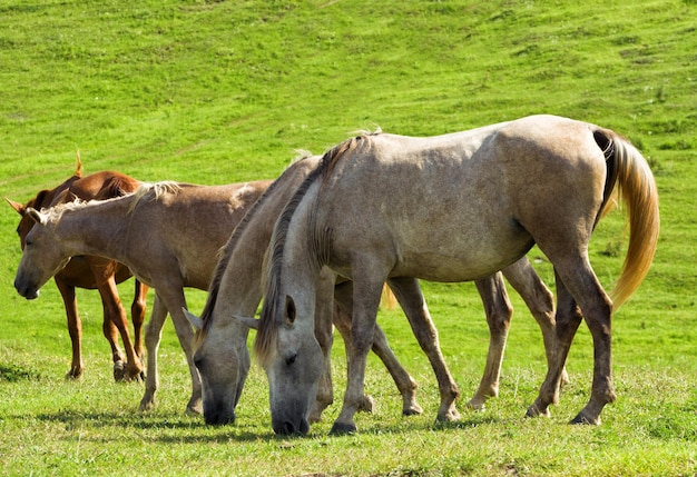 Groep witte paarden die bij groene weideachtergrond weiden