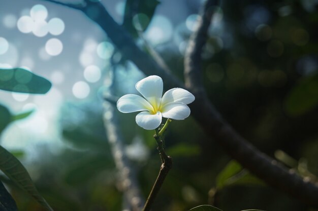 Groep witte Plumeria-bloemen in het park.