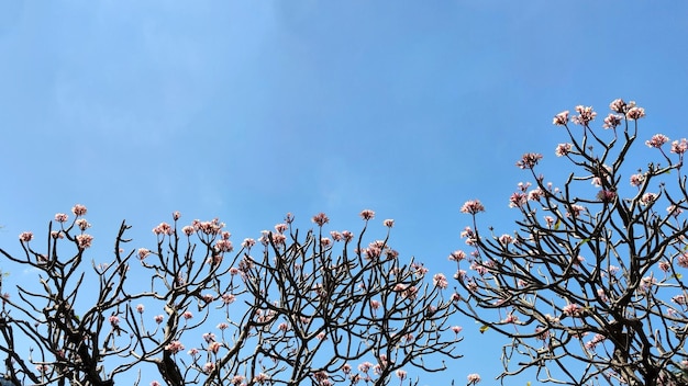 Groep witte Plumeria-bloemen in het park