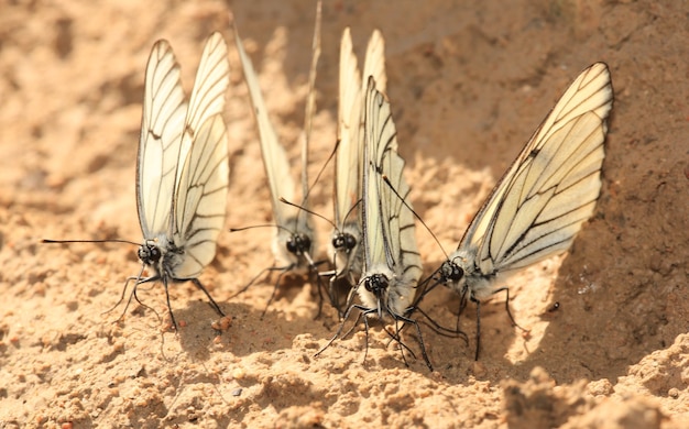 Groep witte vlinders in de natuur