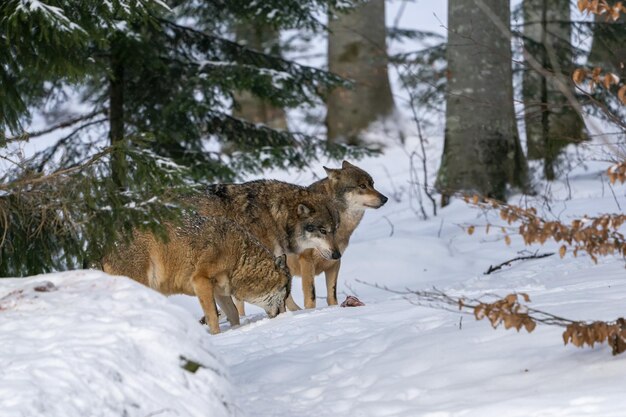 groep wolven die jagen in het bos onder het sneeuw achtergrondportret