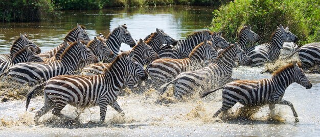 Groep zebra's die over het water lopen. kenia. tanzania. nationaal park. serengeti. maasai mara.