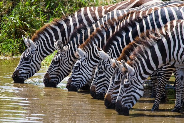 Groep zebra's is drinkwater uit de rivier. Kenia. Tanzania. Nationaal Park. Serengeti. Maasai Mara.