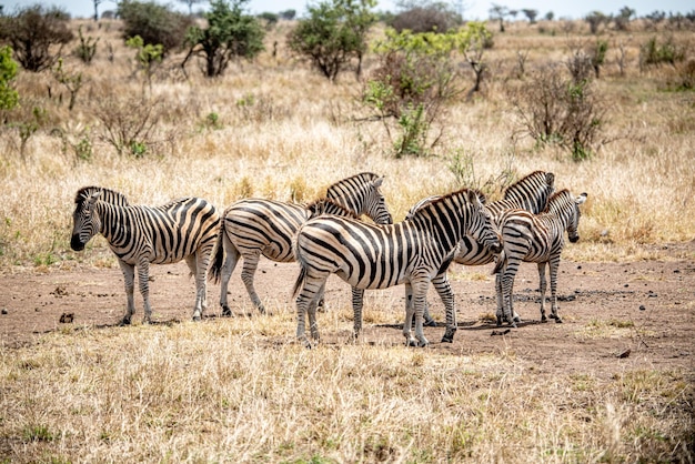 Groep Zebra's Kruger National Park Zuid-Afrika