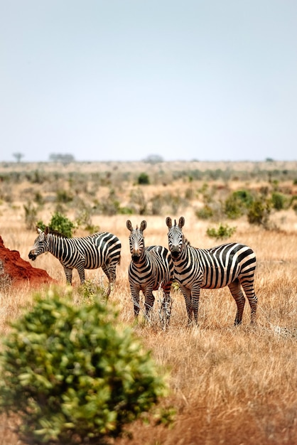 Foto groep zebra's op een grasveld