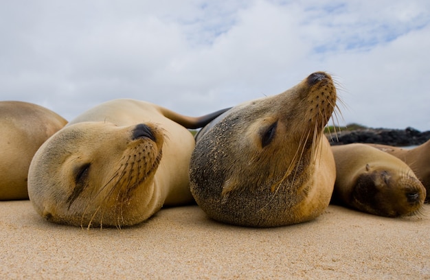 Foto groep zeeleeuwen liggen op het zand