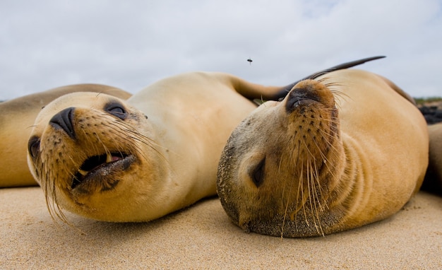 Groep zeeleeuwen liggen op het zand