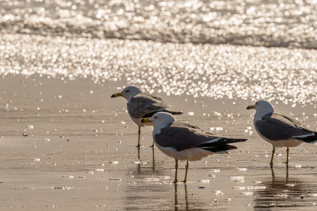 Groep zeemeeuwen op een strand