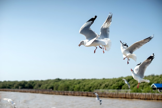 Groep zeemeeuwvogelvlieg dichtbij het overzees