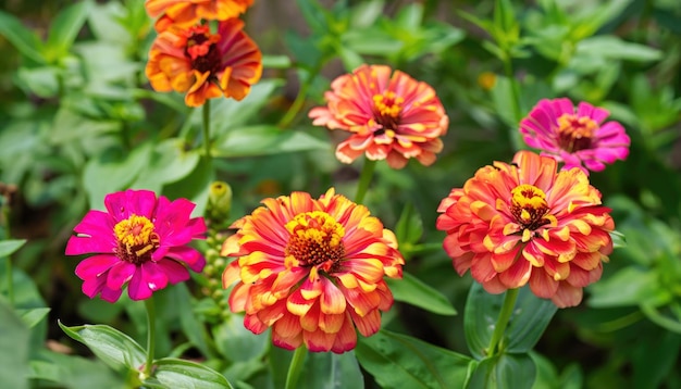 Groep Zinnia-bloemen in de tuin