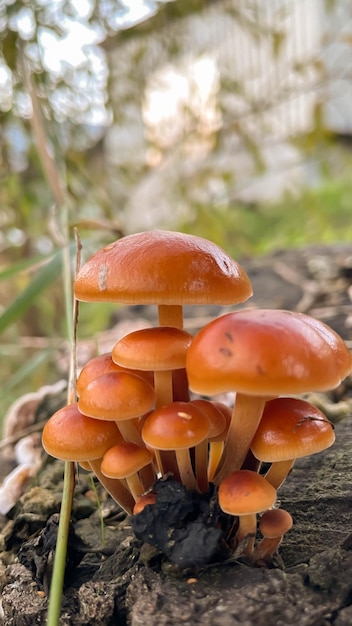 Groep zonovergoten paddenstoelen citroenoesterzwam die groeit op een oude boomstronk in het bos