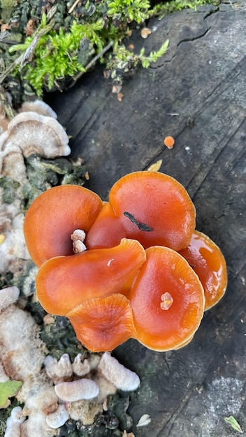 Groep zonovergoten paddenstoelen citroenoesterzwam die groeit op een oude boomstronk in het bos