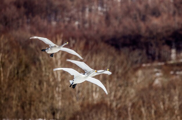 Groep zwanen tijdens de vlucht over de winterheuvels. japan. hokkaido. tsurui.