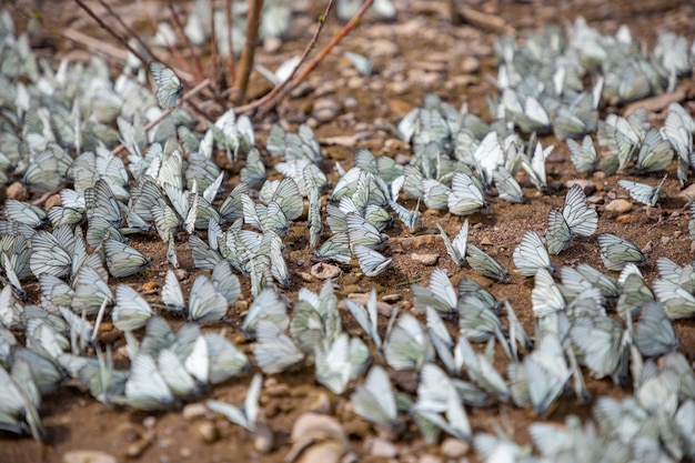 Groep zwartaderige witte vlinder of aporia crataegi siberië rusland