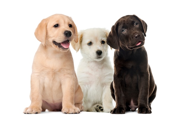 Groepen honden, labrador puppy's, puppy chocolade labrador retriever, voor witte achtergrond