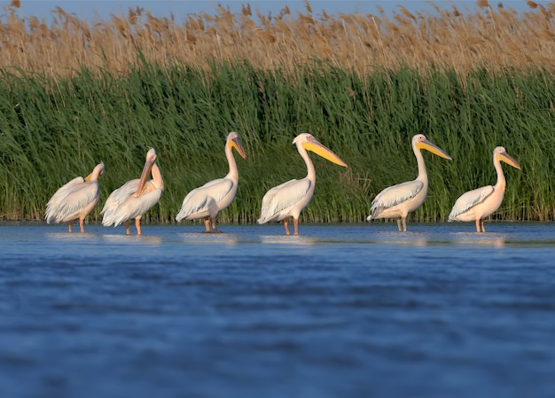 Groepen witte pelikanen die zich in het water bevinden