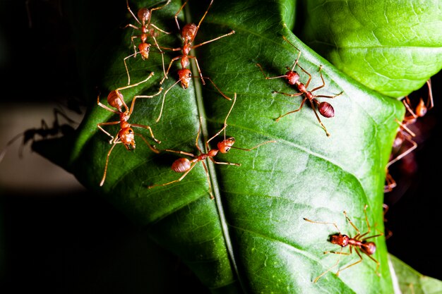 Groeps gelezen mier op groen blad