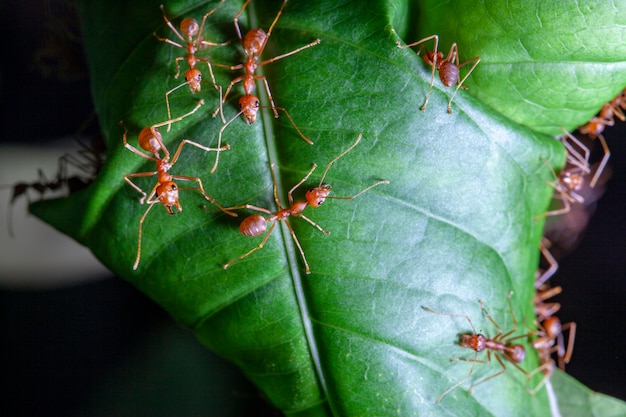 Groeps rode mier op groen blad