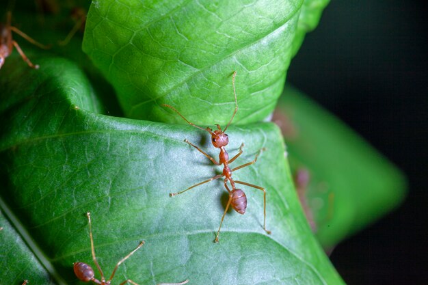 Groeps rode mier op groen blad