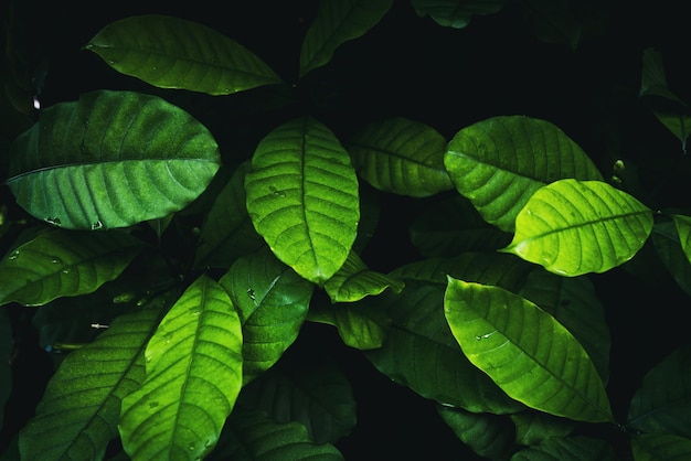 Groepsachtergrond van donkergroene tropische bladeren Mooie bladtextuur in de natuur