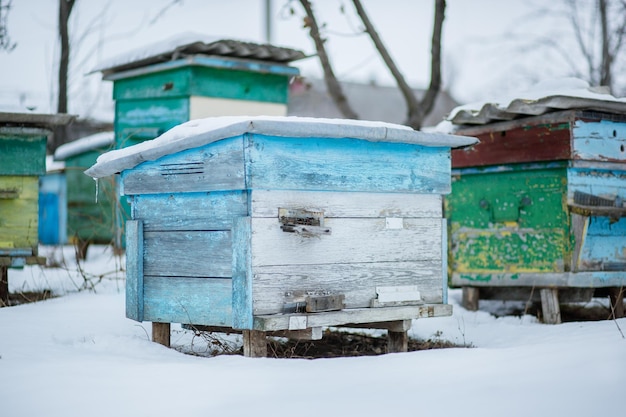 Groepsbijenkorven in de wintertuin met sneeuwbedekking