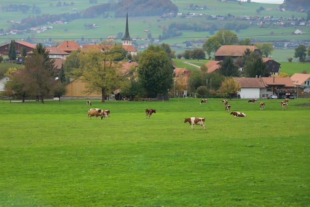 Groepskoe eet gras op boerderij in swiss