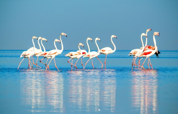 Groepsvogels van roze Afrikaanse flamingo's die op een zonnige dag rond de blauwe lagune lopen