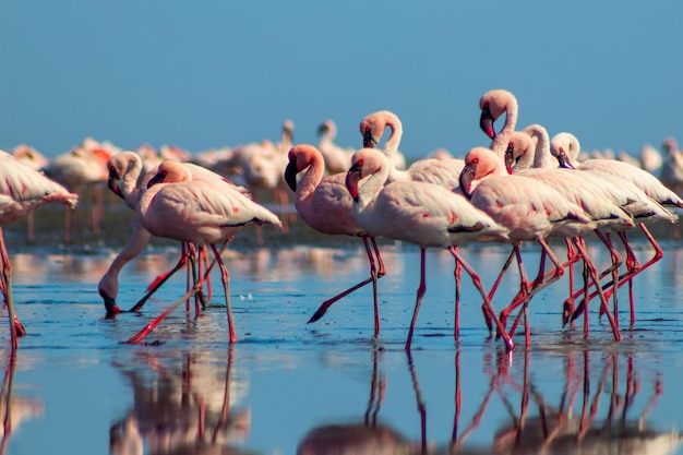 Groepsvogels van roze Afrikaanse flamingo's die rond de blauwe lagune lopen