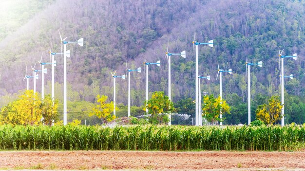 Groepswindmolen elektrische generator voor de industrie bij veldmaïsboerderij en avondzonlicht, schone energie voor duurzaamheid en milieuvriendelijk van windturbine voor landbouw in Thailand