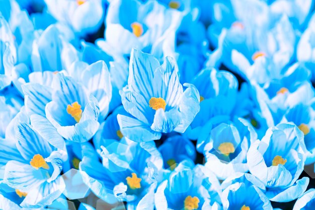 Groet cadeau kaart achtergrond. Close-up beeld van Crocus bloemen. Blauw getinte artistieke fantastische lente afbeelding kaart.