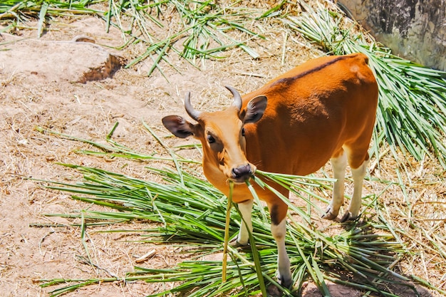 Foto grof eten van gras is een soort van wild vee hebben een onderscheidend vermogen.