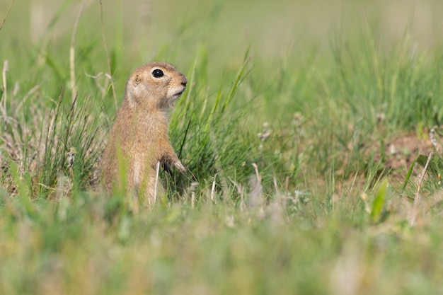 Grondeekhoorn spermophilus pygmaeus, hij staat in het gras en kijkt toe.