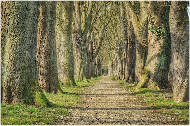 Grondweg die door het bos loopt