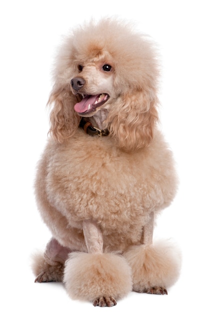 Groomed apricot poodle   