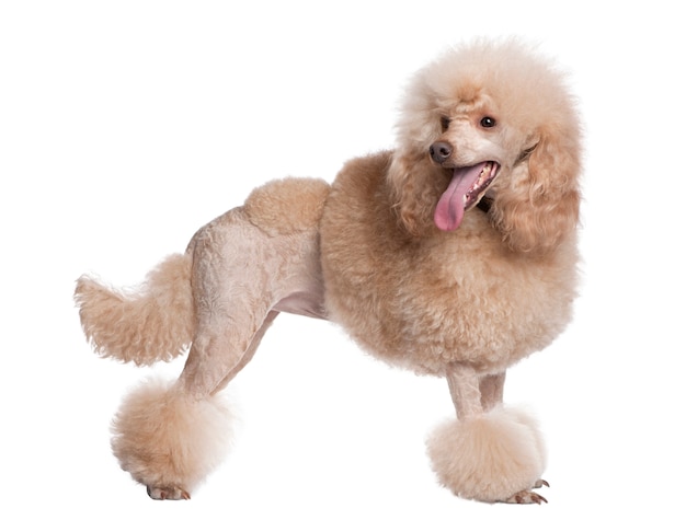 Groomed apricot poodle   