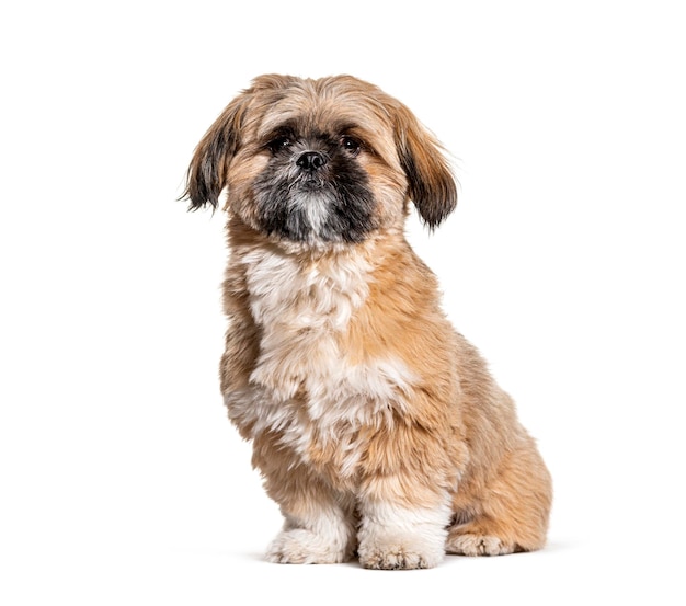 Groomed Beige Shih Tzu dog gromed Isolated