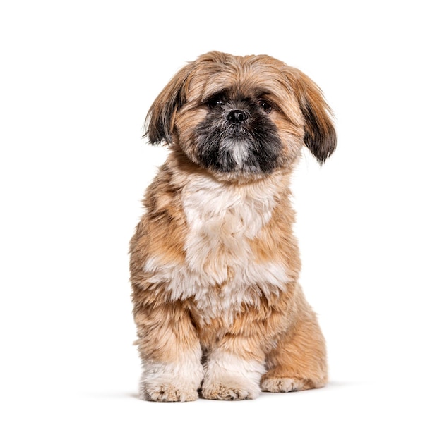 Groomed Beige Shih Tzu dog gromed Isolated