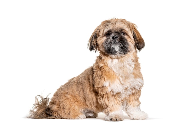 Groomed Beige Shih Tzu dog gromed Isolated